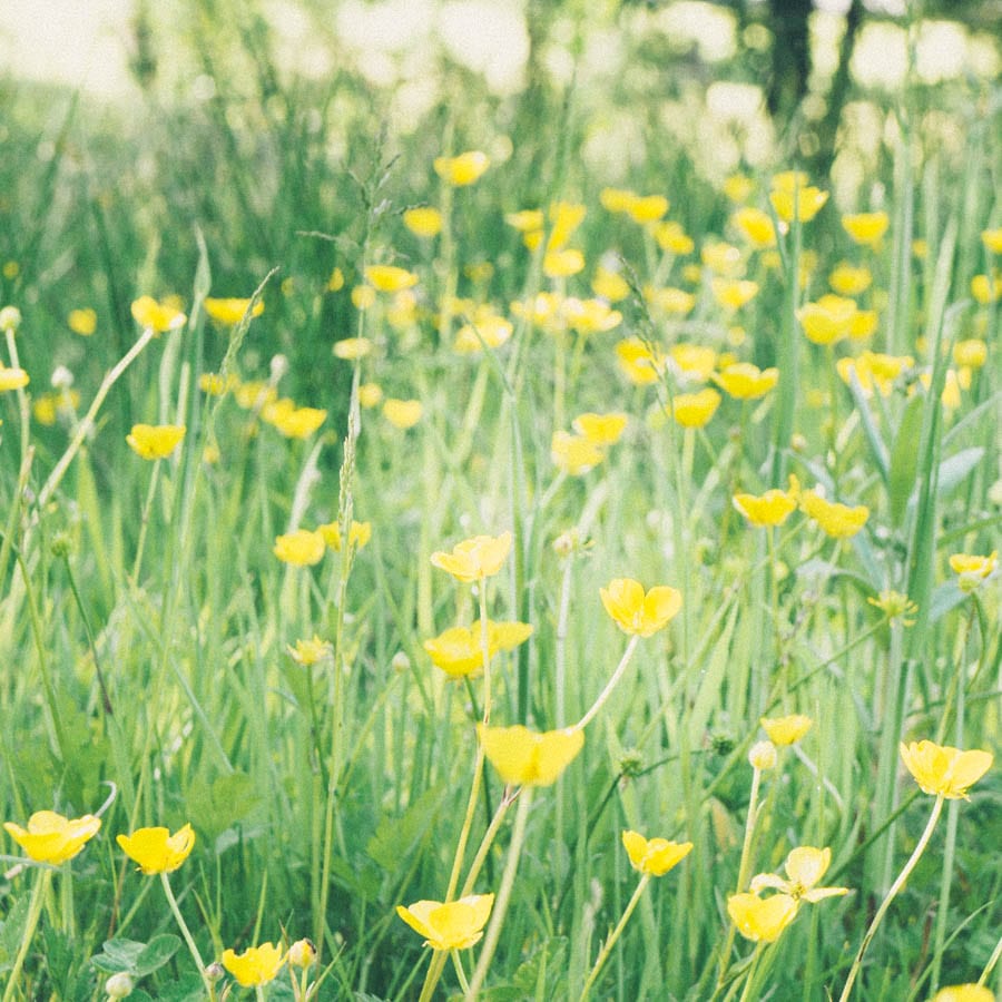 buttercup meadow