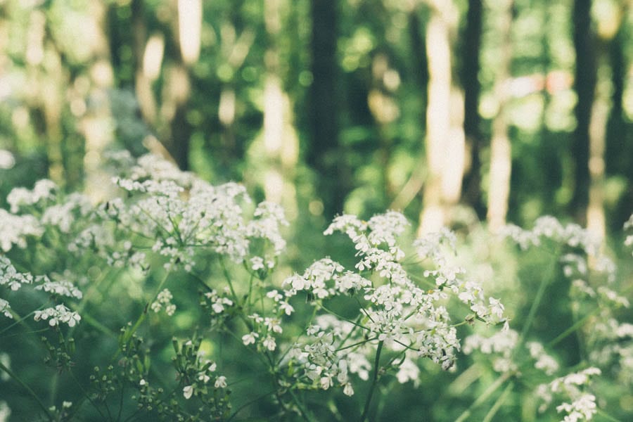 cow parsley