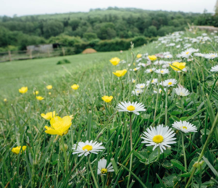 Daisies and buttercups on path