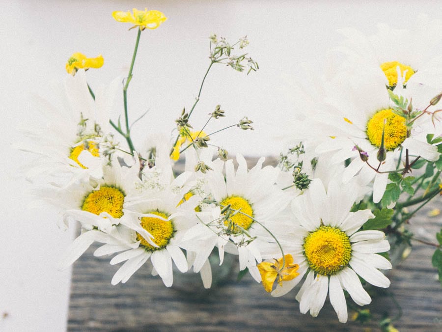 daisies in bottles