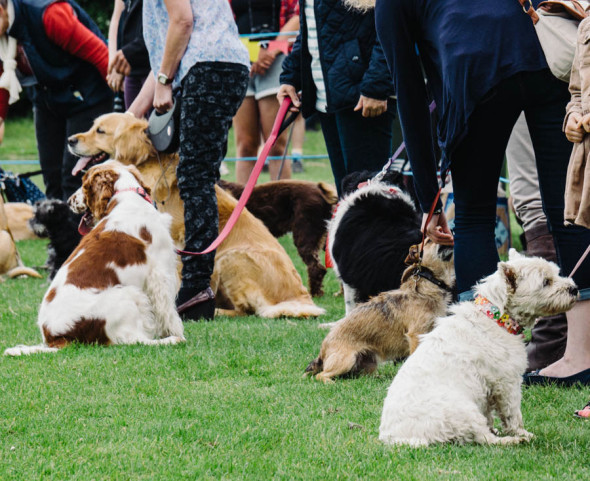 Fun dog show at village fair