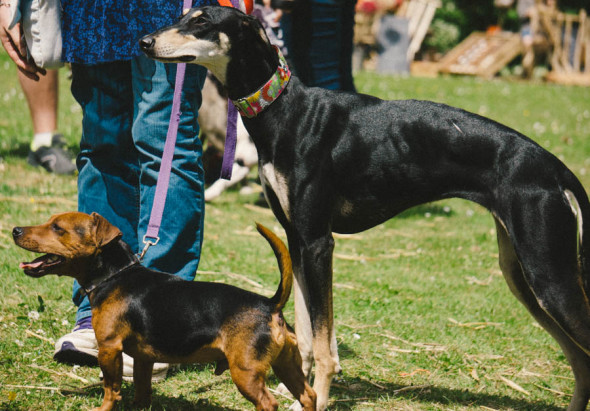 Little and tall pet dogs at village fair