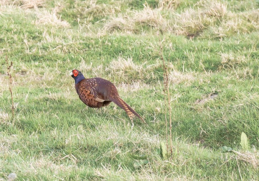 Pheasant in field by garden