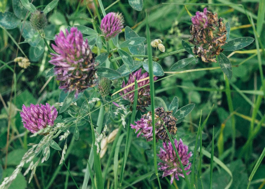 red clover in wild