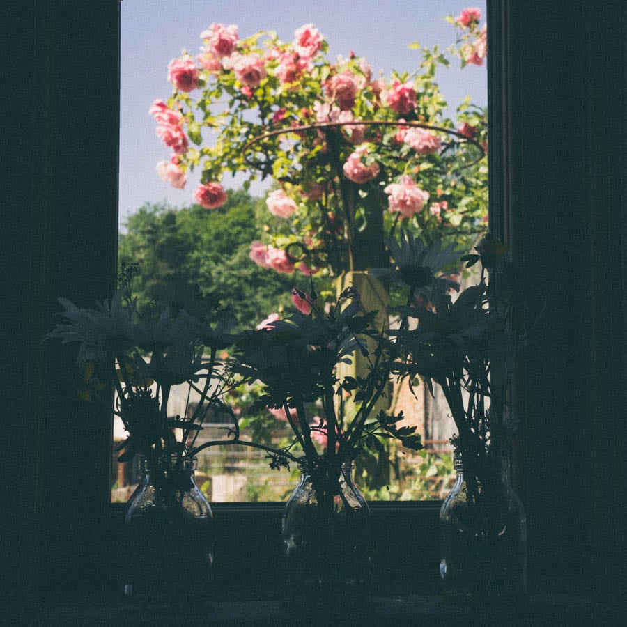 Roses otuside window