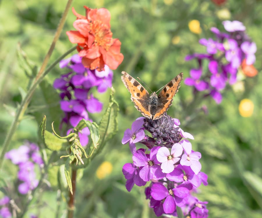 Small tortoise shell butterfly and flowers