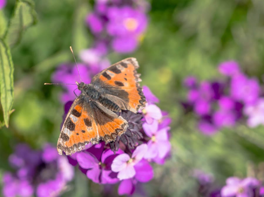 small tortoise shell butterfly on bowles mauve