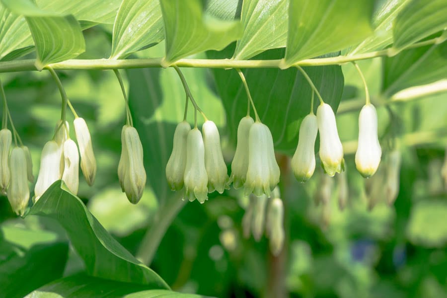 solomons seal white bell flowers