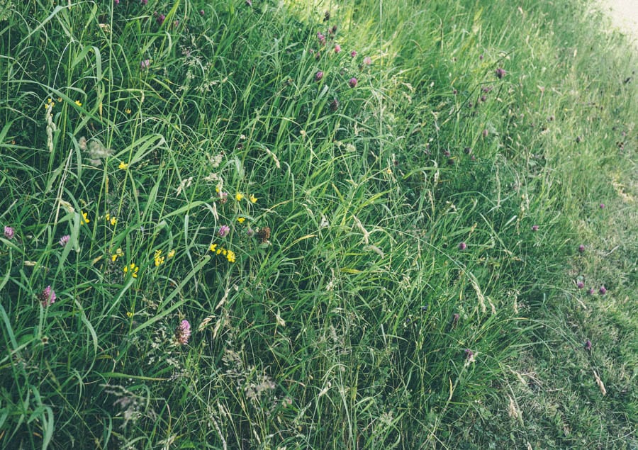 wild flowers along path