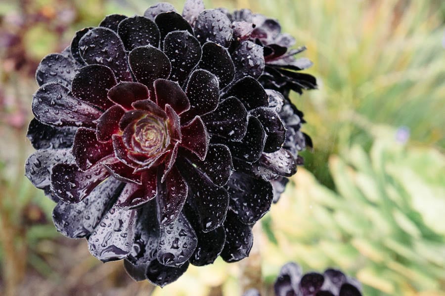 Aeonium arboreum Schwarzkopf