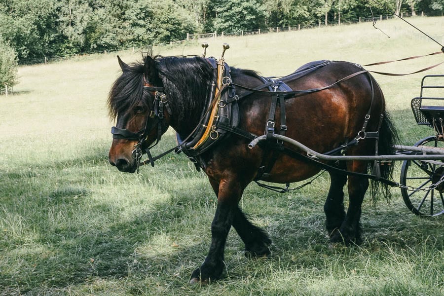 Ardennes heavy breed horse pulling carriage