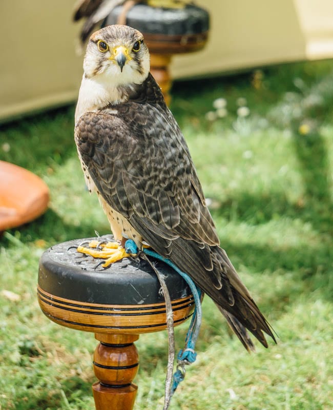 Bird of prey chained