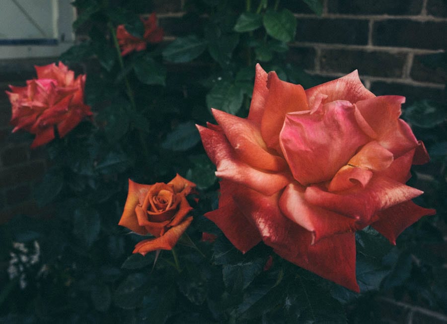 Blood orange coloured roses