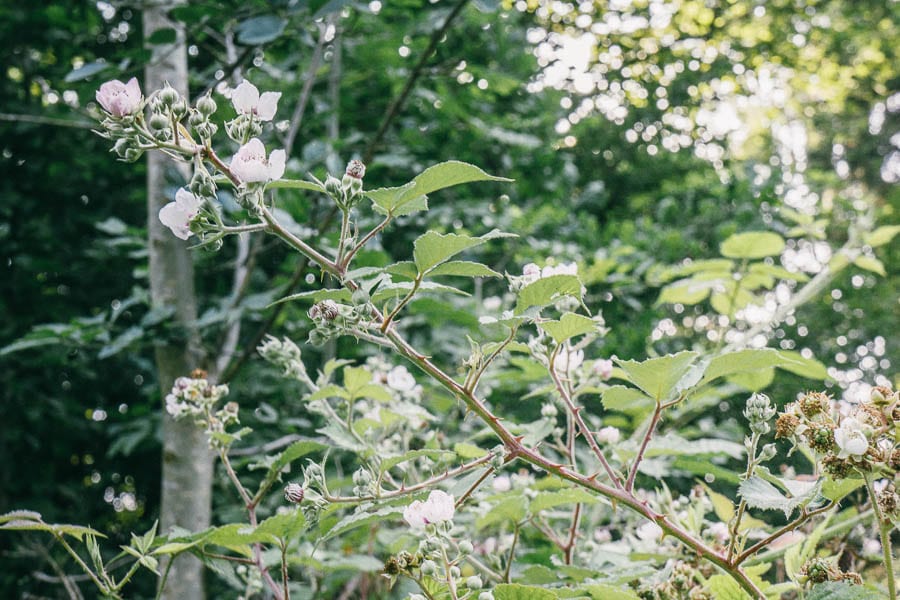 Bramble flowers