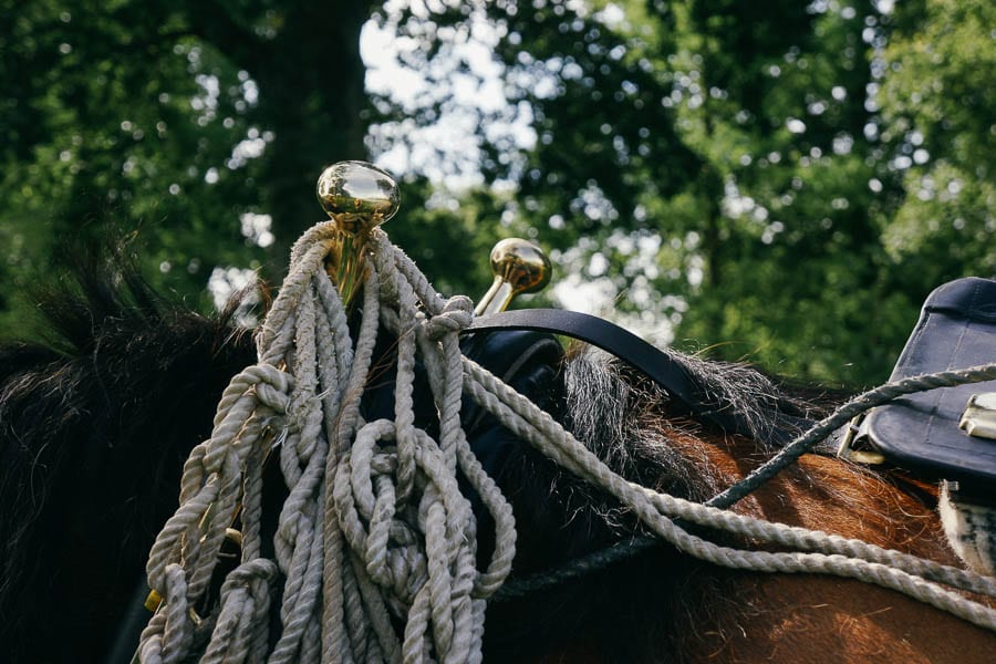 Harness on carriage working horse