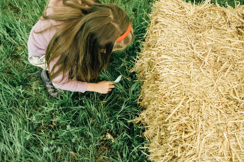 Childrens bug hunt to identify woodland insects