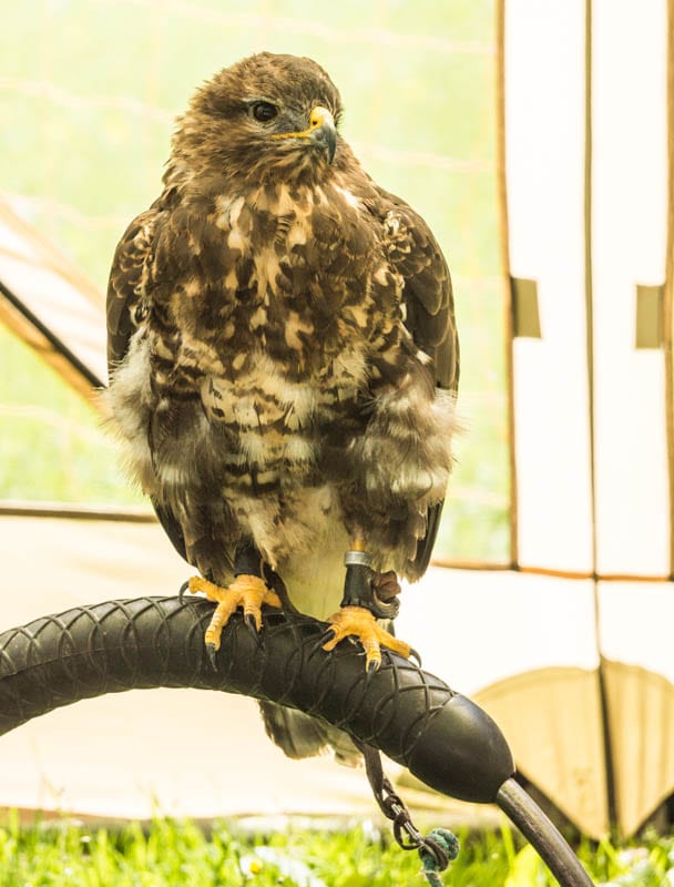 Buzzard chained