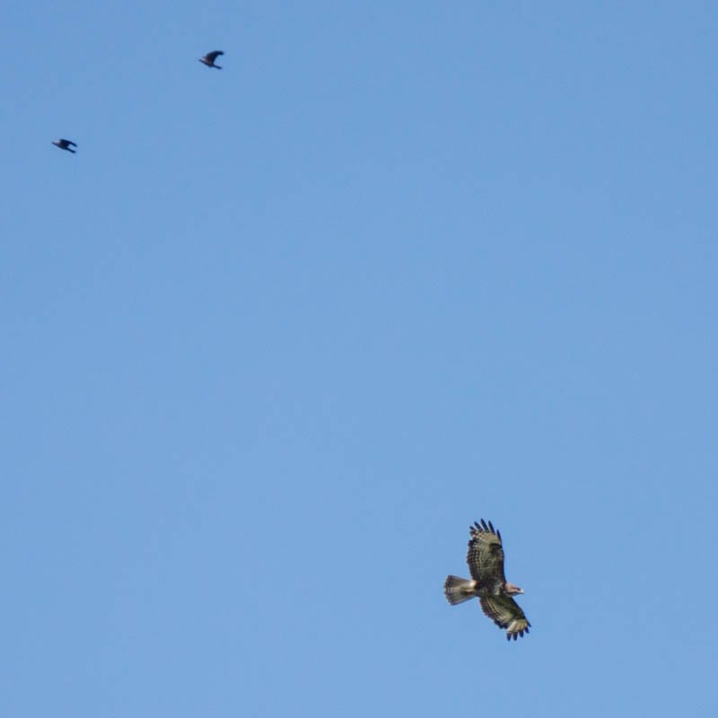 Buzzard in flight