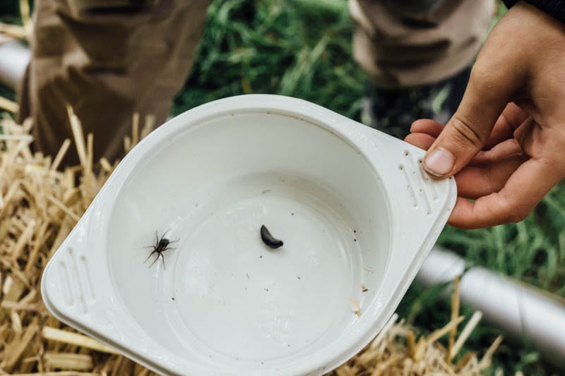 How to identify a spider