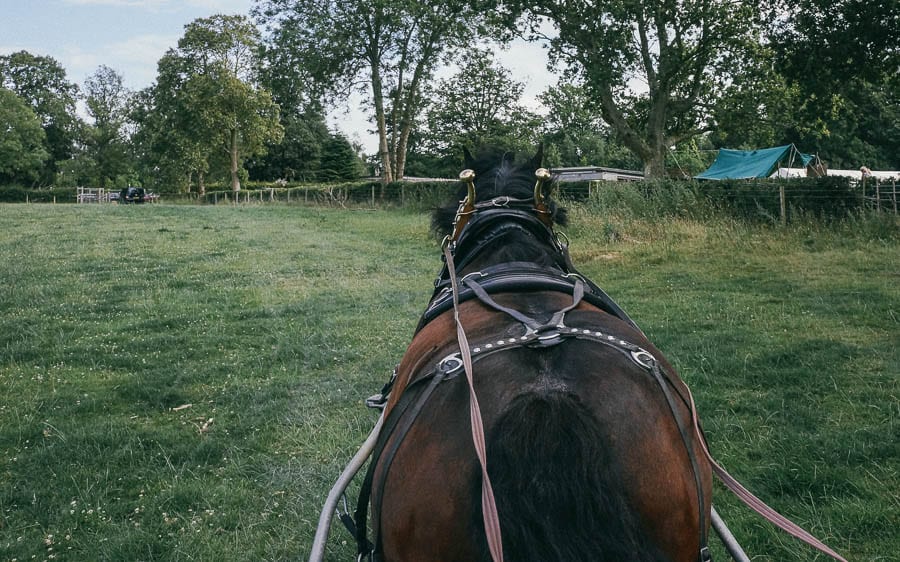 Carriage ride with Ardennes working horse