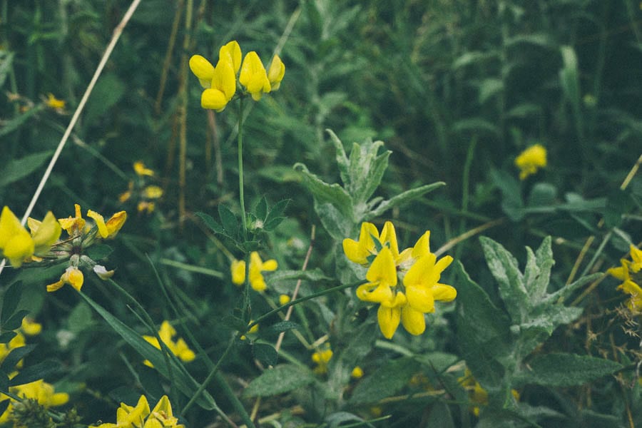 Common bird trefoil flowers