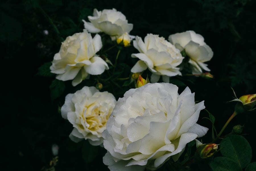 Cream and yellow roses