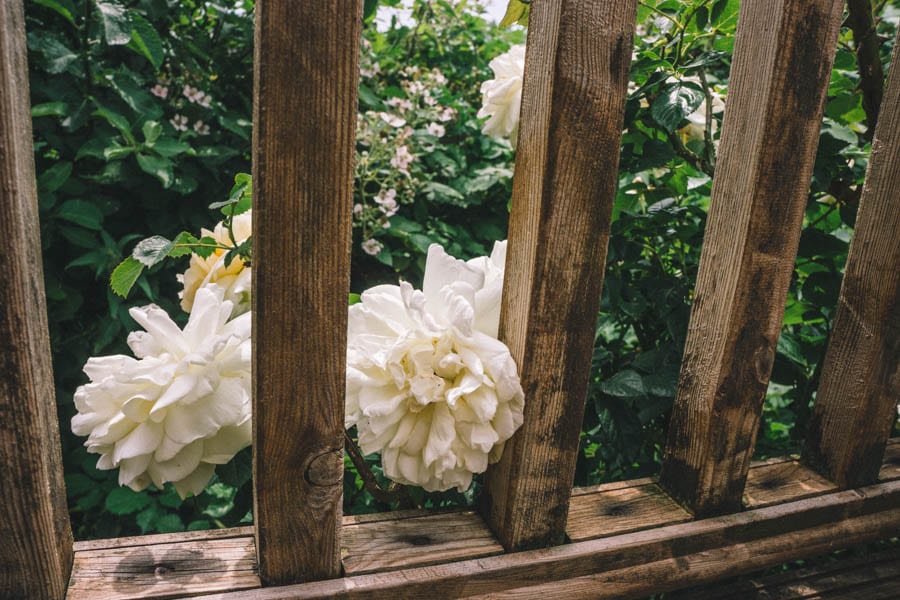 Creamy yellow roses by wood railings