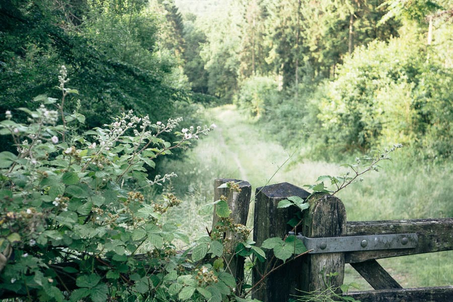 Gate to woodpath with brambles