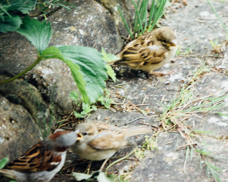 House sparrow feeding fledglings