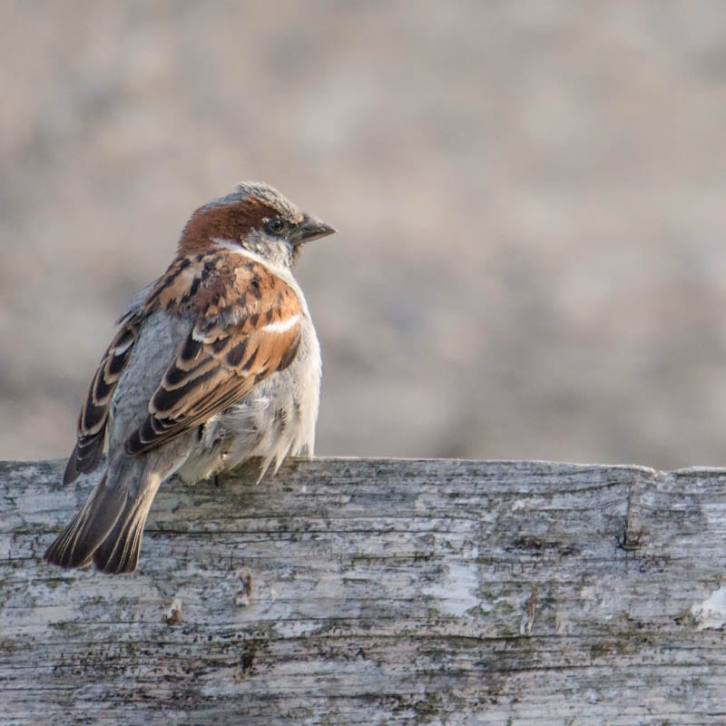 House sparrow on fence