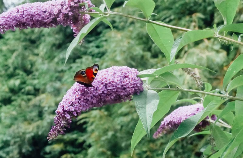 How to identify a butterfly