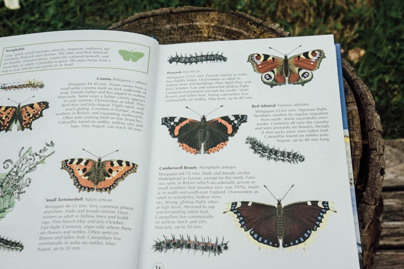 Identifying butterflies book