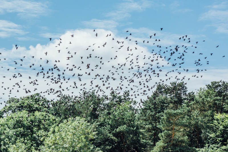 Jackdaw flock in flight in sky