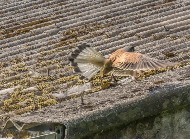 Kestrel flying over roof