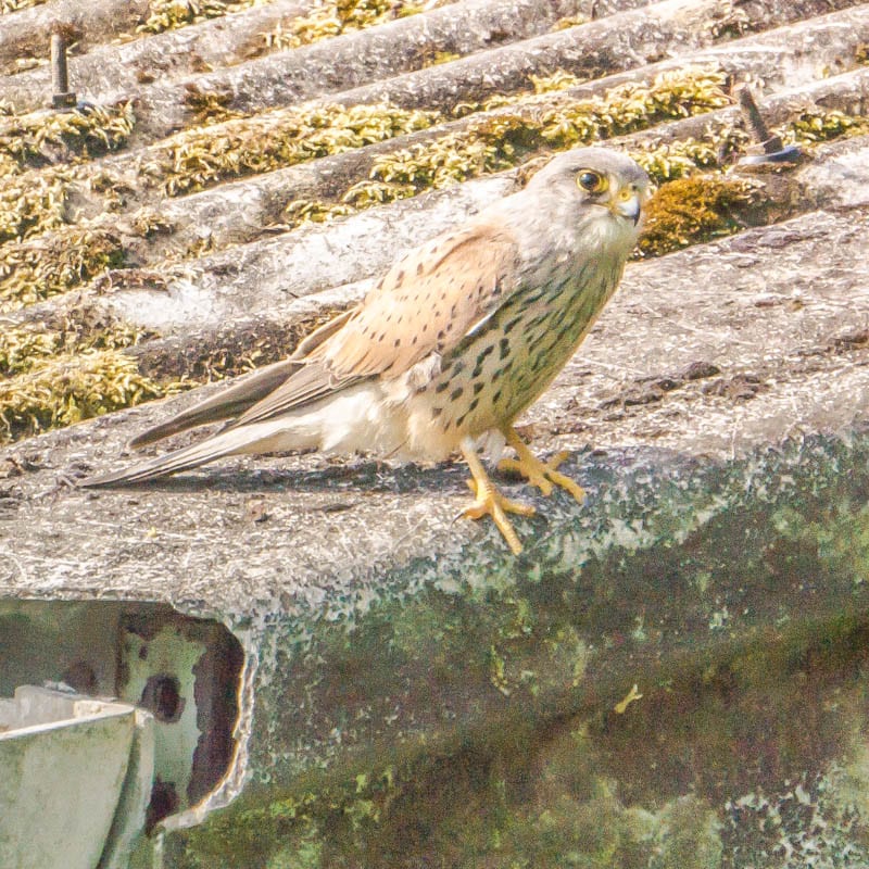 Kestrel hunting on barn roof