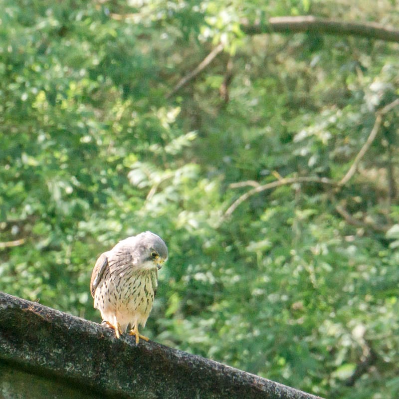 Kestrel hunting