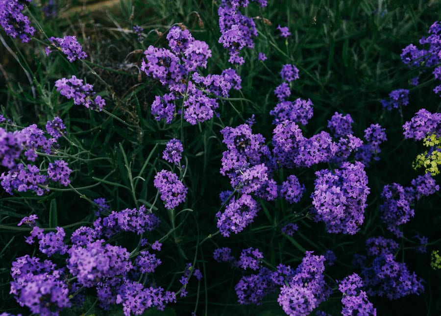 Lavendar flowers from above