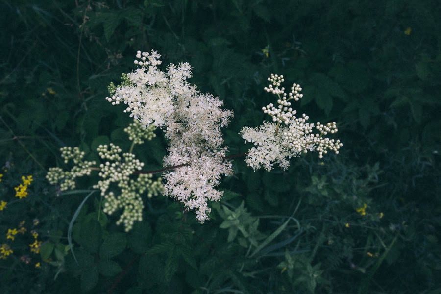 Meadowsweet from above