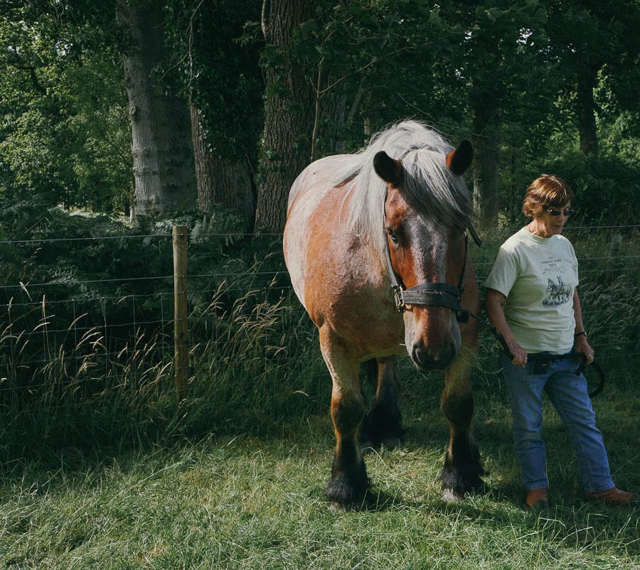 Monty Ardennes working horse