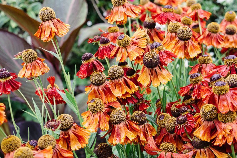 Orange red flowers  Gravetye Manor