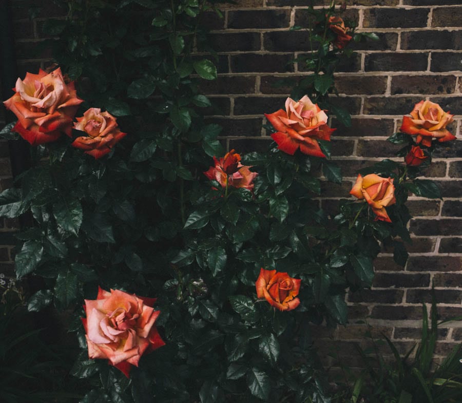 Orange red rose shrub in garden