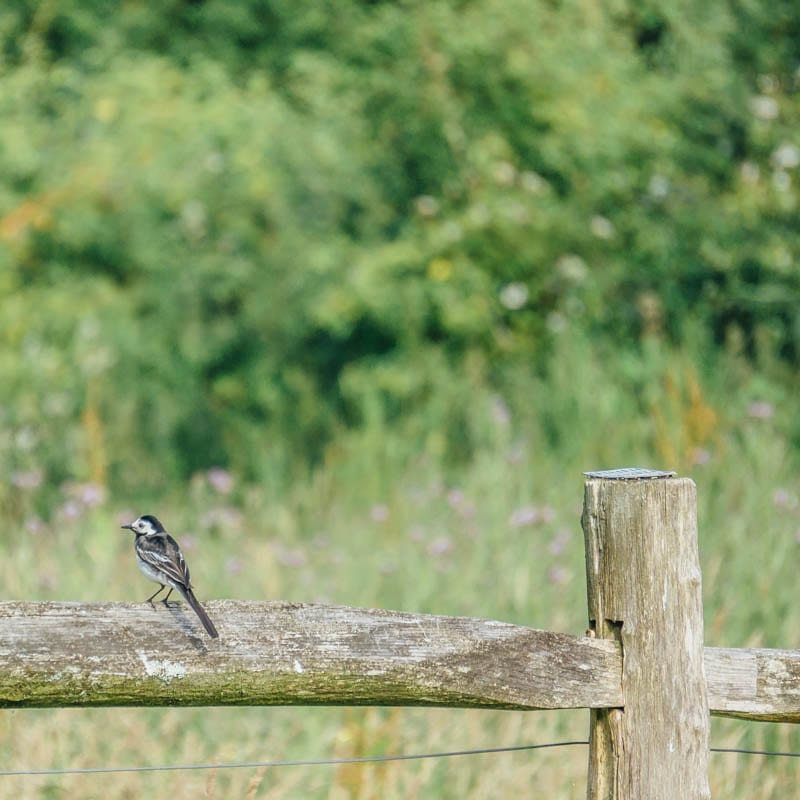 Pied wagtail on fence