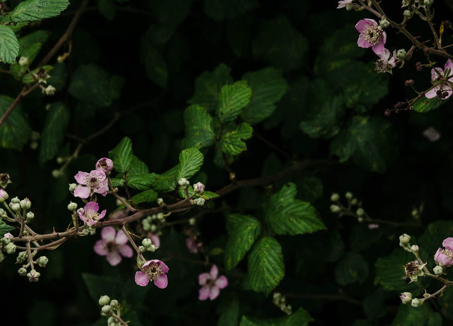 Pink bramble flowers in hedge