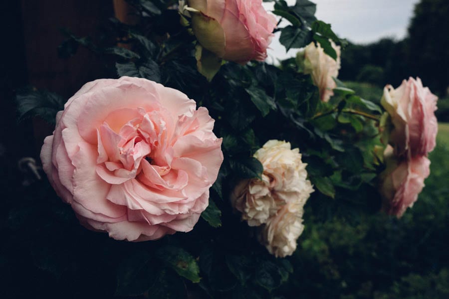 Pink climbing roses in garden