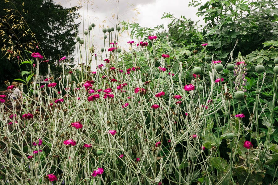 Pink flowers Gravetye Manor