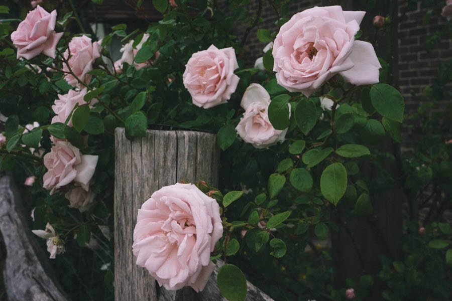 Pink roses along fence