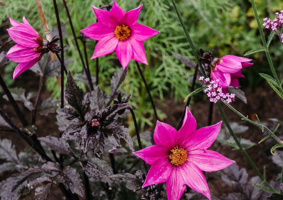 Pink star shaped flowers
