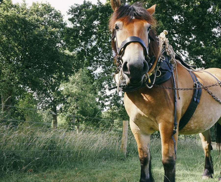 Polly carriage working horse staring