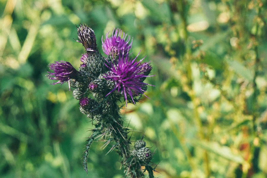 Purple thistle plant