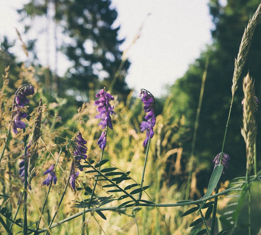 Purple wild flowers tufted vetch on wood path